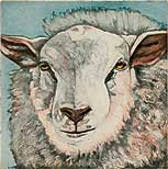 Kopf eines Schafs