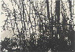 Bäume